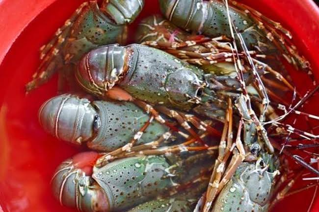 KPPU Ungkap Hasil Perkara Kasus Ekspor Benih Lobster