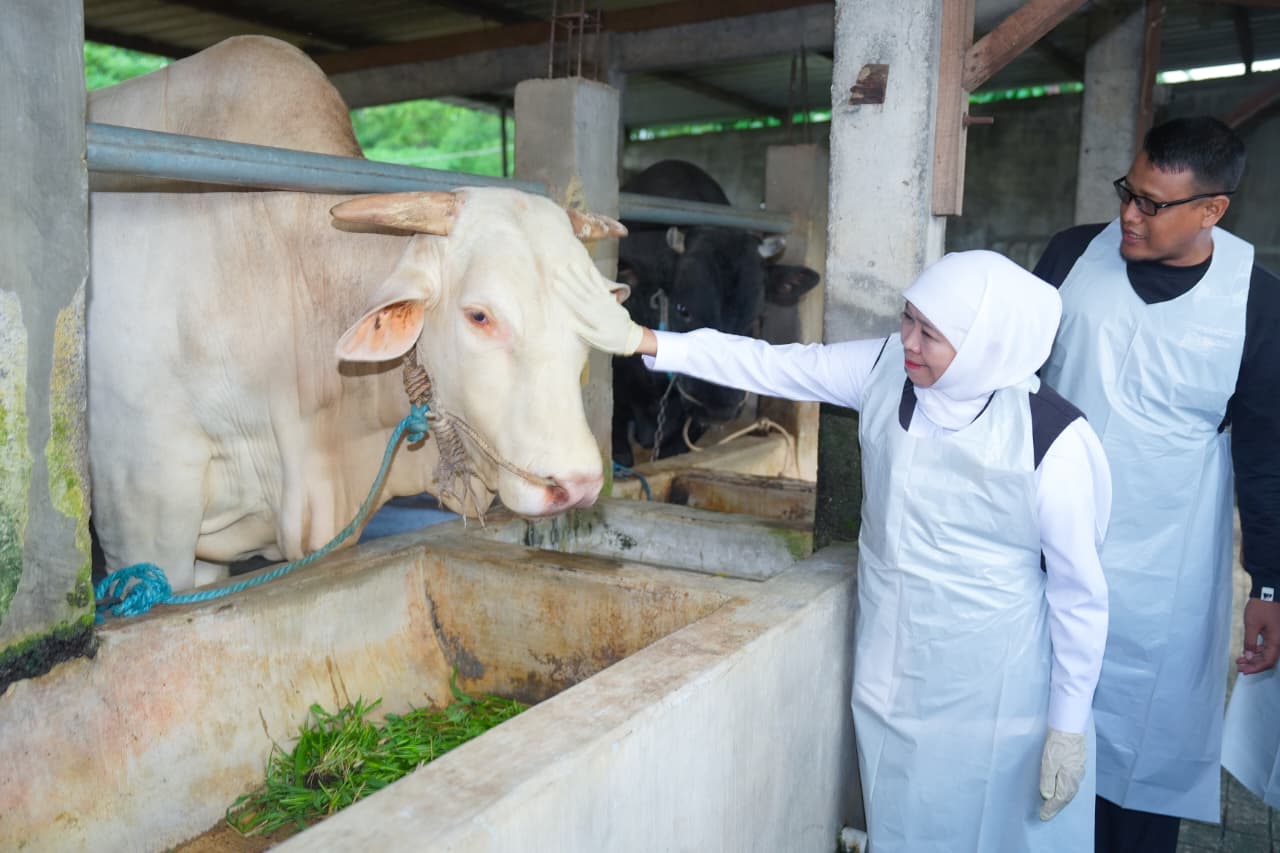 Gubernur Khofifah piluh sapi bule putih untuk berkurban pada Iduladha 2026