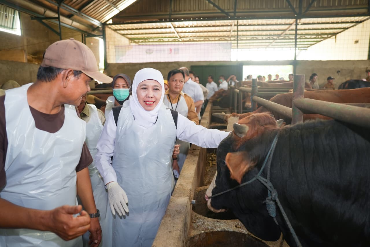 Khofifah Pastikan Distribusi Hewan Kurban Jatim Aman dan Sehat