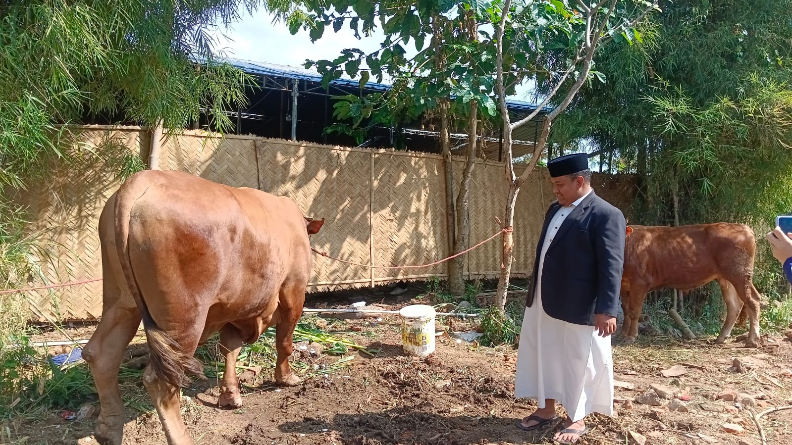 sapi bondowoso